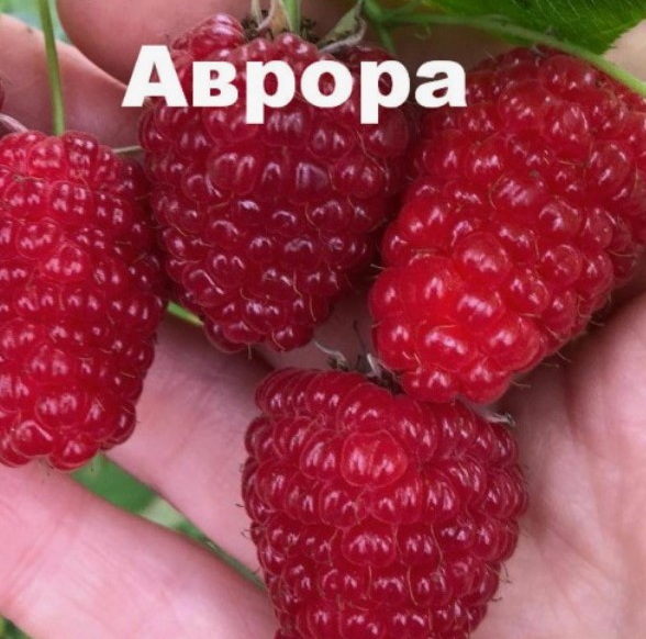 Аврора малина саженец