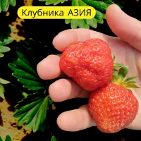 Клубника сорта Азия