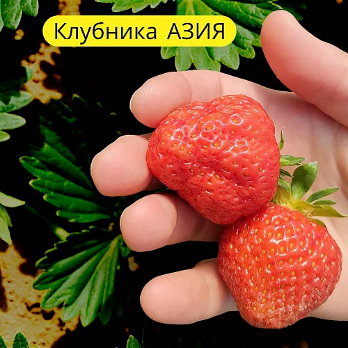 Клубника сорта Азия