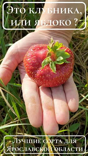 Клубника сорта Азия