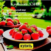 Клубника сорта Азия